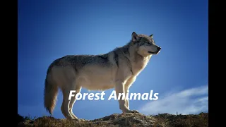 8K ( Ultra) HD Forest Animals, Wolfs video's compilation تجميع مقاطع فيديو الذئب