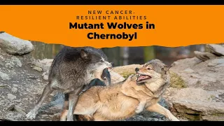 Mutant Wolves in Chernobyl Expose New Cancer Resilient Abilities