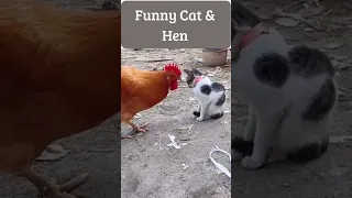 🤣 funny cat 🤪#youtubeshorts #cat #hen #youtubefeeds #shorts