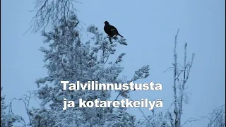 Talvilinnustusta ja kotaretkeilyä