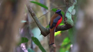 Birds of Sabah, Borneo