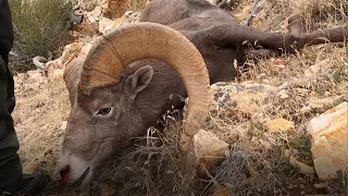 Utah Bighorn Sheep Hunt. 2021 Oak Creek "Once-In-A-Lifetime-Hunt