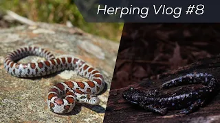Flipping for Blue Salamanders and Milksnakes! Late Summer Herping 2020 (Part 2/2) | Herping Vlog #8