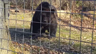 Rezervatia de ursi din Zarnesti Romania - Alex, Noiembrie 2016
