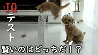 初めて犬と猫のIQテストしてみたら予想外の結果がｗ【プーチー&スコティッシュフォールド】