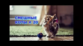 Приколы с кошками и котами #20. Подборка смешных и интересных видео с котиками и кошечками 2017