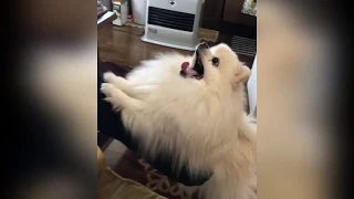 WHITE POMERANIAN DOG - FUNNY ANIMAL VIDEOS