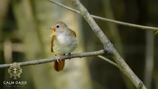 Birds Singing Top 5 🌳🎋🌿🐦🐦‍⬛