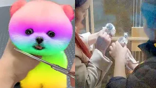 Tik Tok 2024 Chó Phốc Sóc Mini 😍 Funny and Cute Pomeranian 😺🐶 | cute animals 438