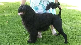 Dog Breed Video: Portuguese Water Dog