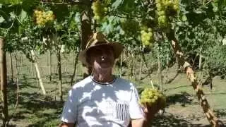 Produccion de uva blanca y red globe