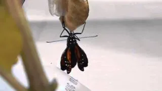 monarch butterfly eclosing from chrysalis, 8/11/14