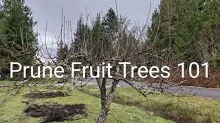 How To Prune A Fruit Tree