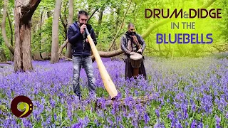 Didgeridoo & Djembe in the Bluebells ✿♫