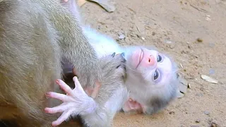 P-oor Leo! Adorable and curious cute tiny pie need milk but mama p-ulling his head down