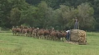 Tennessee 20 Mule Team - Hauling Logs