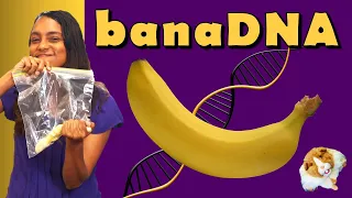 Can you Extract DNA from a BANANA?