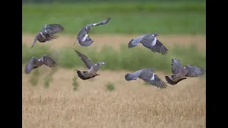 La vague bleue - Documentaire migration des palombes