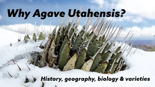 Why Agave Utahensis?