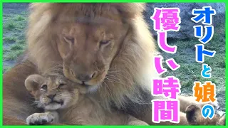 オリトと娘の優しい時間【旭山動物園 オリトとイオ ライオンの赤ちゃん】/ A wonderful time for father lion and cubs.