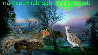 dab neeg keeb kwm caj ce nquab yeej ib txwm tub nkeeg thaum ub lo lawm