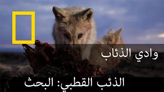 مملكة الذئب القطبي: البحث | وادي الذئاب | ناشونال جيوغرافيك أبوظبي