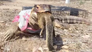 Lizard finds Squirrel in Cage, breaks in--Eats Squirrel