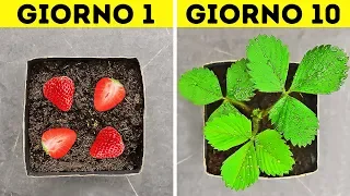 31 TRUCCHI UTILI PER IL GIARDINAGGIO