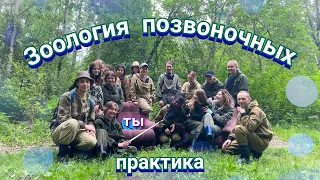 ПРАКТИКА биологов БИ ТГУ по Зоологии позвоночных / Веду свадьбу / Экстрасенс биолог / Лесная сказка