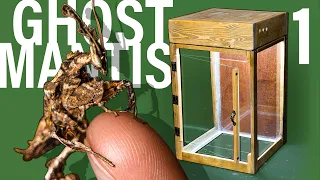 Ghost Mantis Vivarium pt 1 (Custom Insect Terrarium)