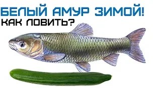 Как ловить белый амур зимой? На что клюет белый амур зимой? Где ловить белого амура зимой?