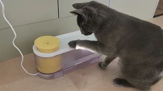 Cat with her new fountain