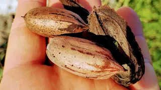 Pecan (Carya illinoinensis) in Tenerife