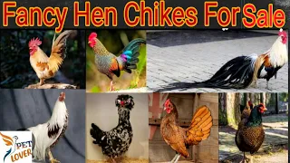Fancy hens All Breeds Chikes Available For Sale || Polish , Silkey, Buff and Aseel chikes
