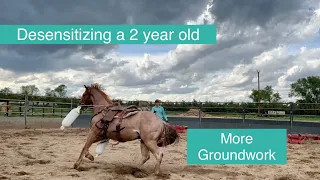 Groundwork with a 2 year old horse/desensitizing and working with quality