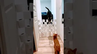 Как коты 🐱 преодолевают препятствия 👍 Funny Cat 🐈