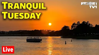 🔴Live: Tranquil Tuesday - Riding Boats Around the Resorts - Walt Disney World Live Stream - 8-22-23