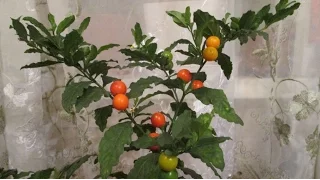 "Соланум/solanum-1. Соланиум/Паслён/Иерусалимская Вишня/Коралловое Дерево/Коралловый Куст! Ядовит!"