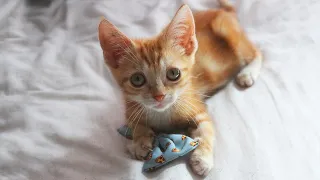 This Sweet Ginger Cat Will Melt Your Heart!