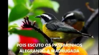 MEU SITIO MEU PARAISO  LOURENÇO & LOURIVAL CLIP DE CARLOS DONIZETTE