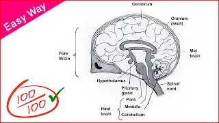 How to Draw Human Brain diagram drawing || Step by step very easy way for Beginners - CBSE