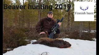 Majavajahti, Beaver hunting 2019 - Finnishhunt