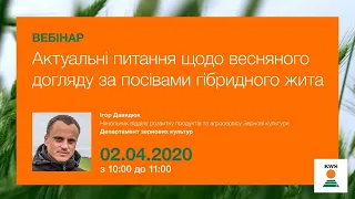 Актуальні питання щодо весняного догляду за посівами гібридного жита