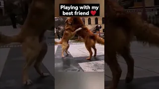 Best Friends Cute Dogs Playing😍Viral dogs videos #shorts videos😂|| #trending #animals #funny #reels