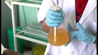 Trichoderma Production