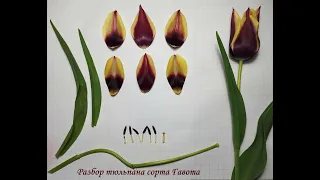 Разбор тюльпана сорта Гавота