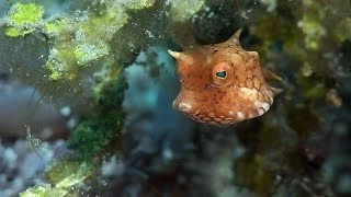 Mucky Secrets - Part 12 - Boxfishes, Puffers & Porcupinefishes - Lembeh Strait