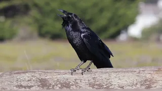 Raven eating stick at Half Moon bay