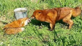 Лис Альф и Фокси - пришла в гости