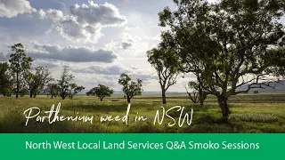 Q&A Smoko Sessions: Parthenium weed in NSW